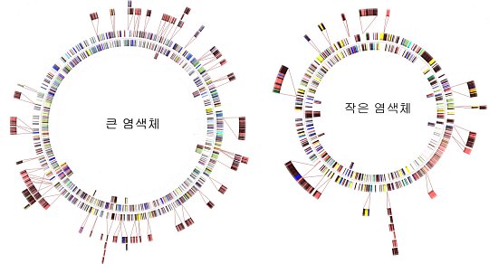 The two-chromosome cholera bacterium genome, and the location and size of the 70 genetic groups moving in between genes, which were discovered in this study. Variants consist of different combinations of those genetic groups. According to the study, variants are believed to be generated due to bacteriophage, the virus that infects bacteria.  