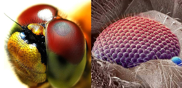 Scientists create 'artificial insect eye' to allow for wider, brighter view