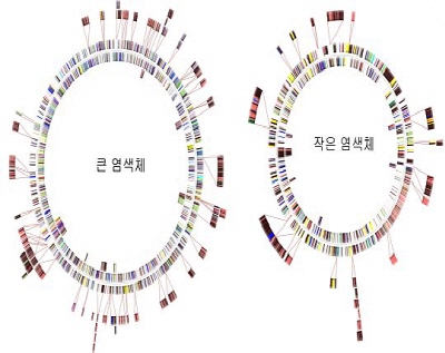 Genomic sequencing of mutated bacteria becomes possible in 2 days image